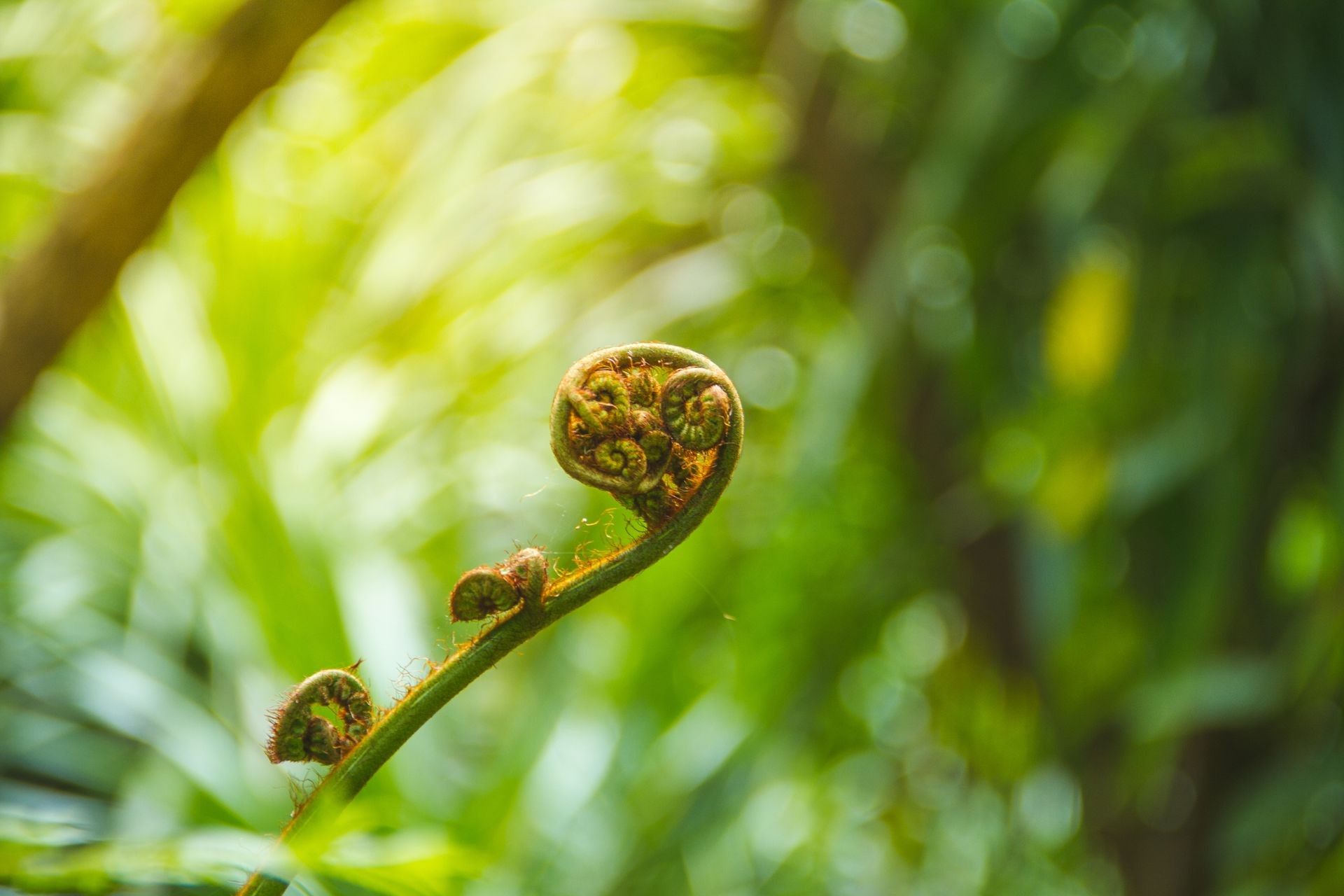 The top of the Fern Are going up In Doi Inthanon Forest Conservation Area.Thailand.